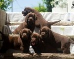 Čokoladni Labrador Retriver štenci 